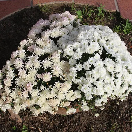 La Huertarrona Apartmán Candeleda